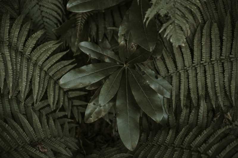 leaves